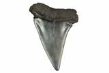 Fossil Toothed Mako Shark Tooth - Georgia #158793-1